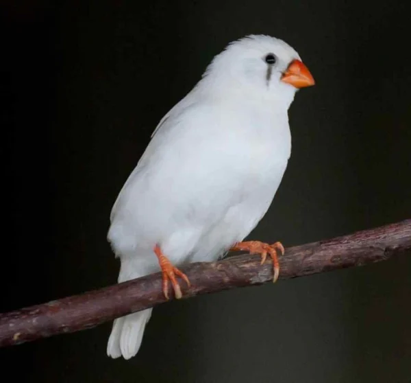 Zebra Finch White