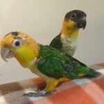Black Headed Caique