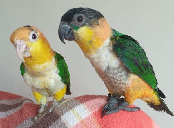 Black Headed Caique - Image 2