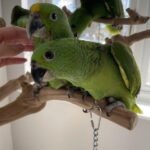 Yellow – Naped Amazon