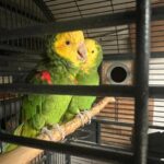Double Yellow Head Amazon