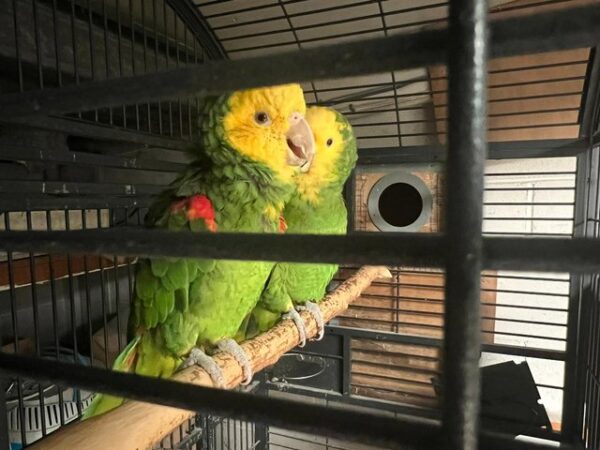 Double Yellow Head Amazon