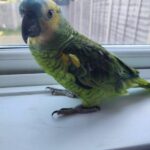 Blue Fronted Amazon Parrots