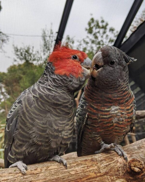 Gang Gang cockatoo for Sale - Image 3