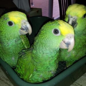 Amazon Parrots