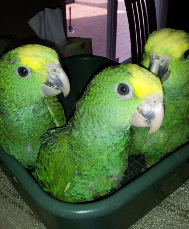 Amazon Parrots