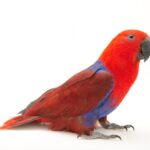 Solomon Islands Electus