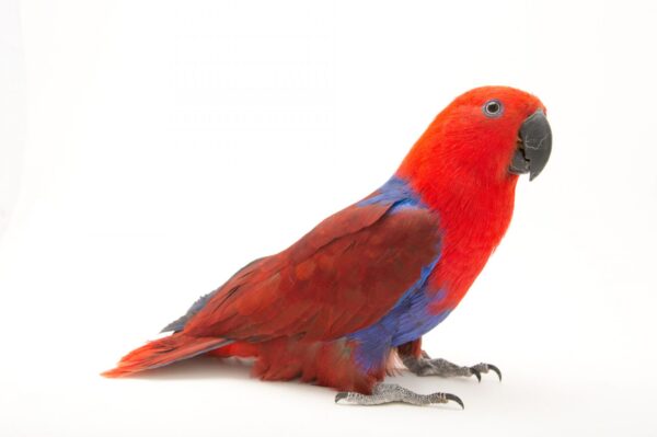Solomon Islands Electus