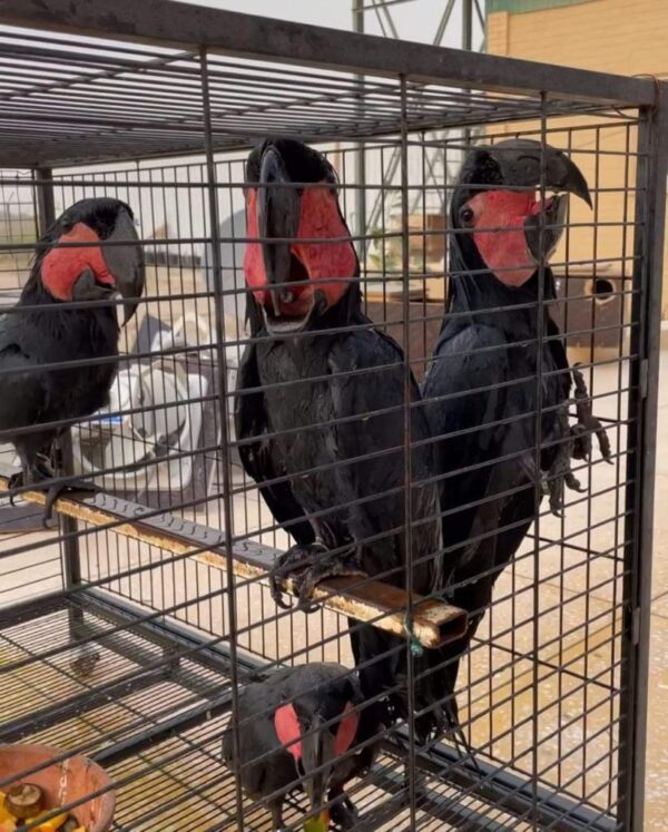 Black Palm Cockatoo for Sale