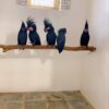 Black Palm Cockatoo for Sale - Image 2