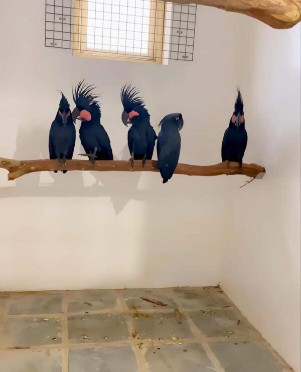 Black Palm Cockatoo for Sale - Image 3