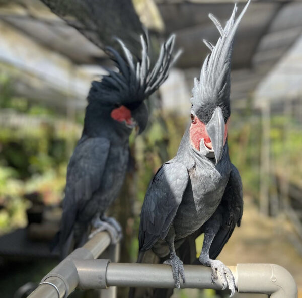 Black Palm Cockatoo for Sale - Image 2