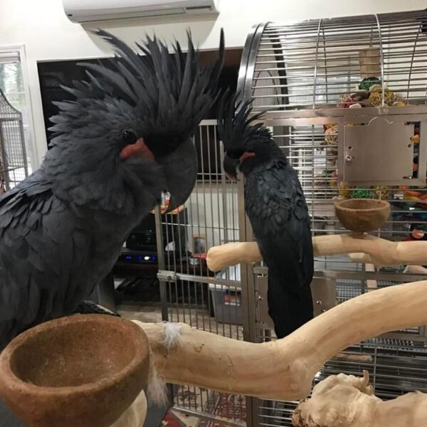 Black Palm Cockatoo for Sale - Image 4
