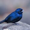 Blue-black Grassquit for sale perched on grass stem showing glossy blue-black plumage