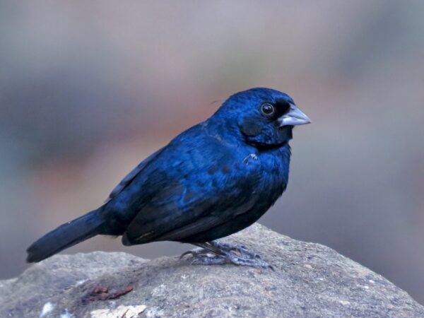 Blue Black Grassquit