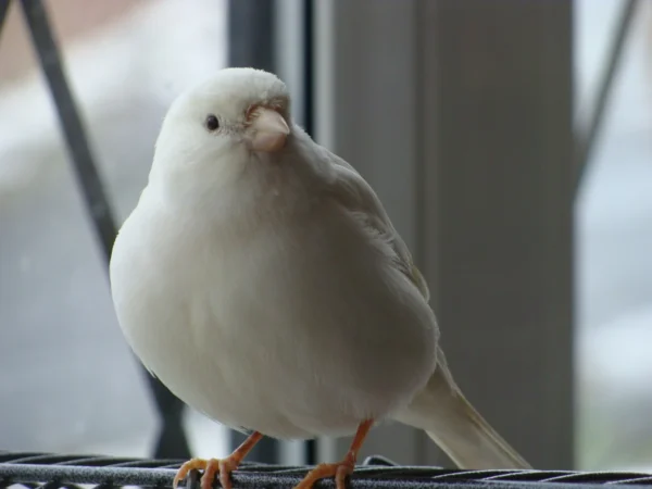 Canary White