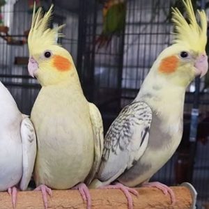 Cockatiels