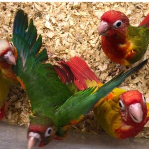 Conures parrots