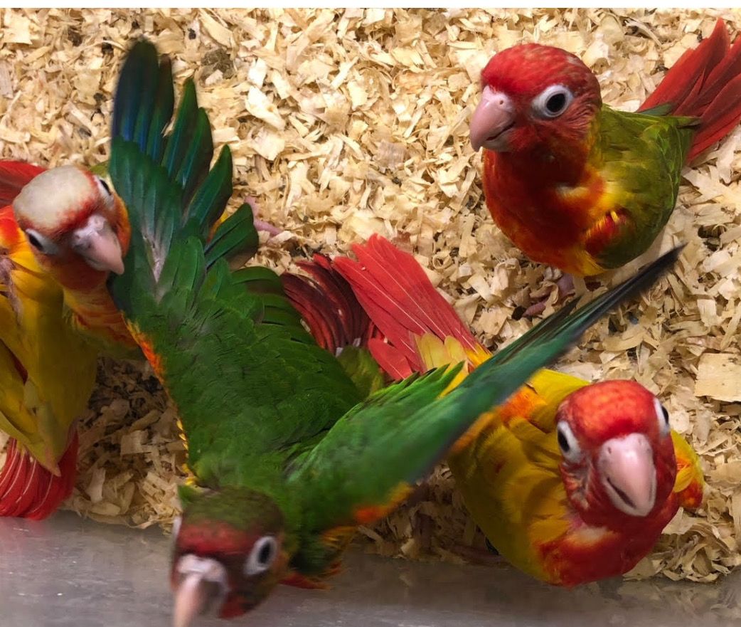 Conures parrots