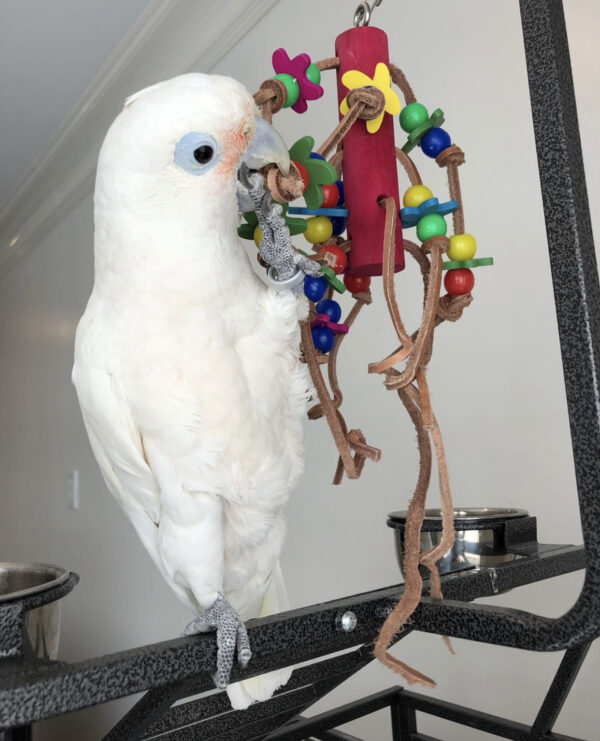 Goffin Cockatoo for sale - Image 2
