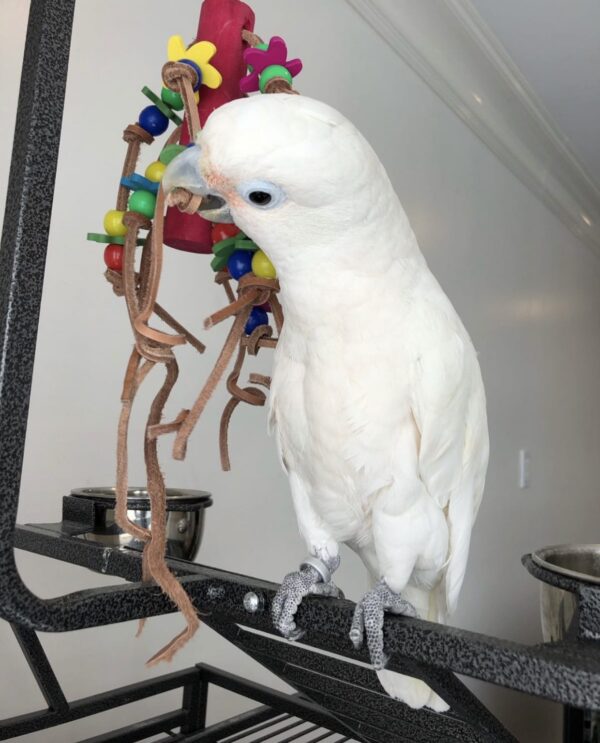 Goffin Cockatoo for sale