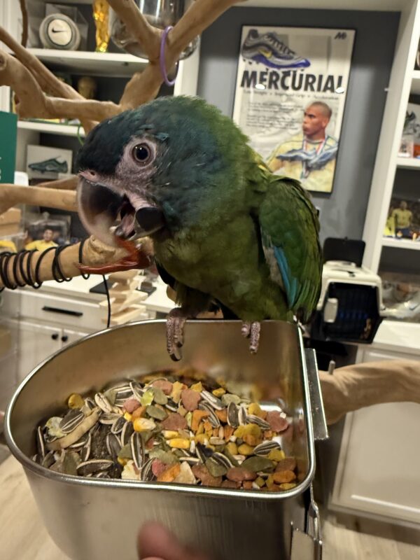 Image #1 from Jona Leon