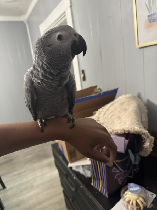 Image #1 from Mora Fasanya