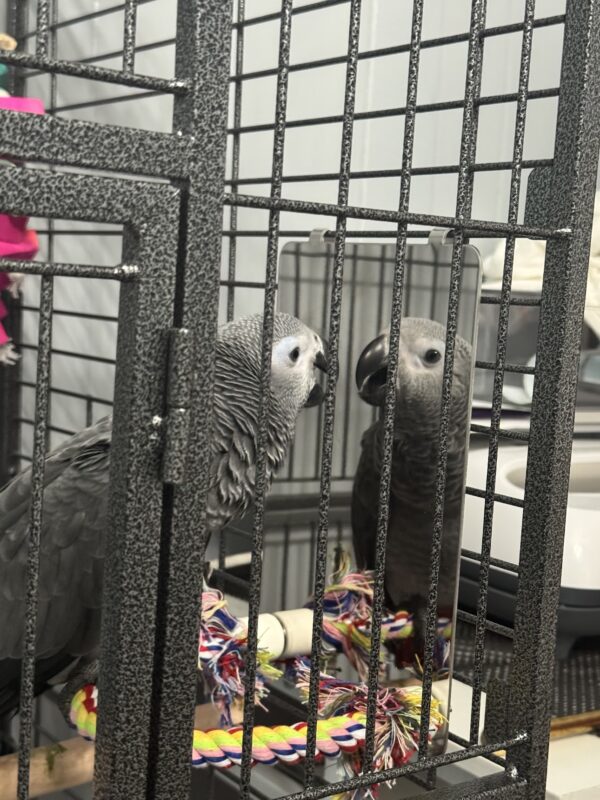 Image #2 from Mora Fasanya