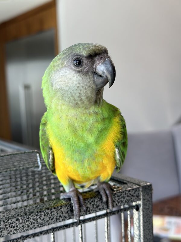 Image #1 from Izabella Whitman