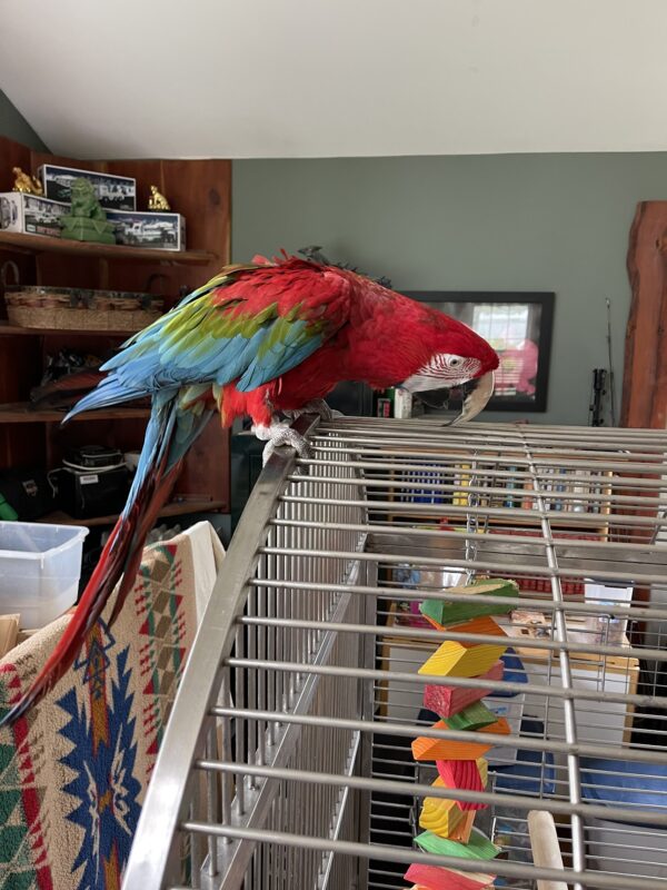 Image #2 from Sheltlinn Redding