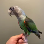 Cape Parrot-Female
