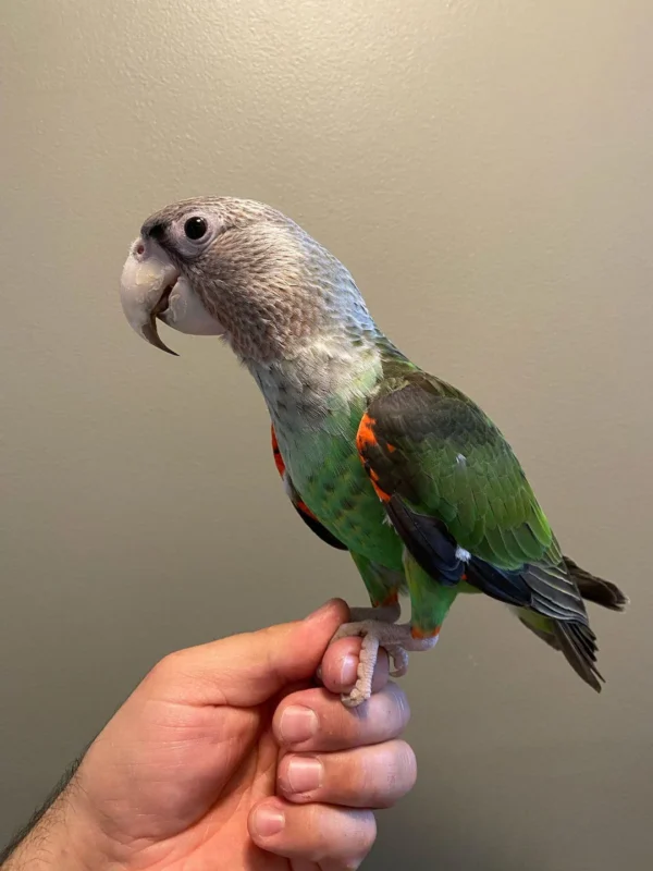 Cape Parrot-Female