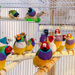 Exotic Bird Sales