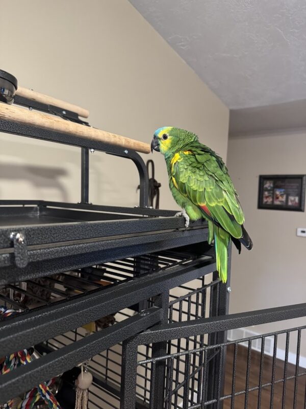 Image #1 from Robert Samuel