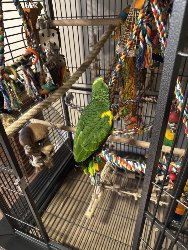 Image #2 from Robert Samuel