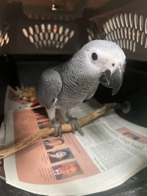 Image #1 from Robert Gallo