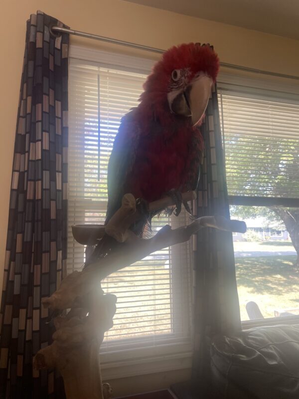 Image #1 from Carlos V.