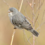 Plumbeous Seedeater