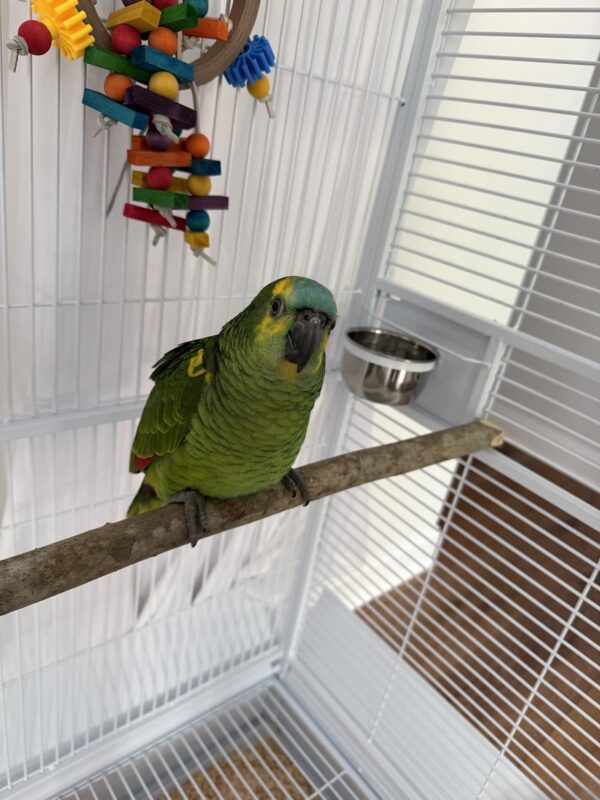 Image #2 from Robert Kellner