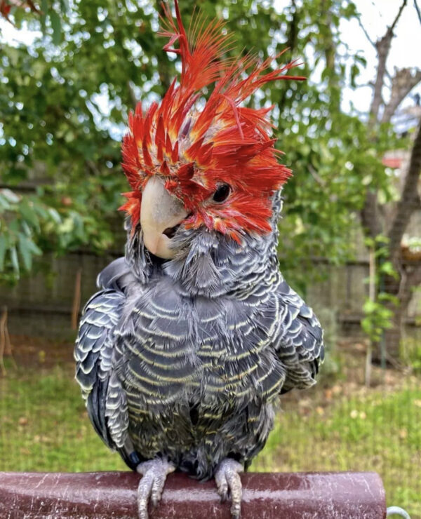 Gang Gang cockatoo for Sale