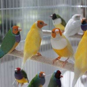 Exotic Bird Sales