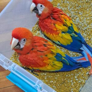 Macaws