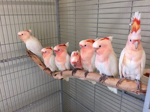 Major Mitchell’s Cockatoo for Sale