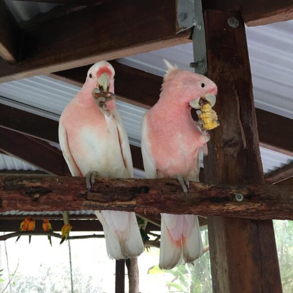 Major Mitchell’s Cockatoo for Sale - Image 4