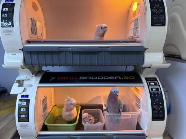 Major Mitchell’s Cockatoo for Sale - Image 3