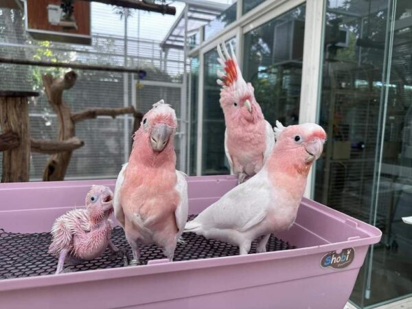 Major Mitchell’s Cockatoo for Sale - Image 2