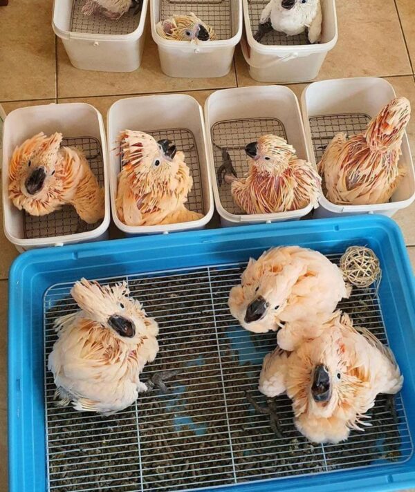 Moluccan Cockatoo for sale - Image 2