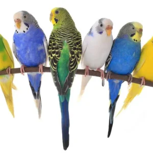Exotic Bird Sales