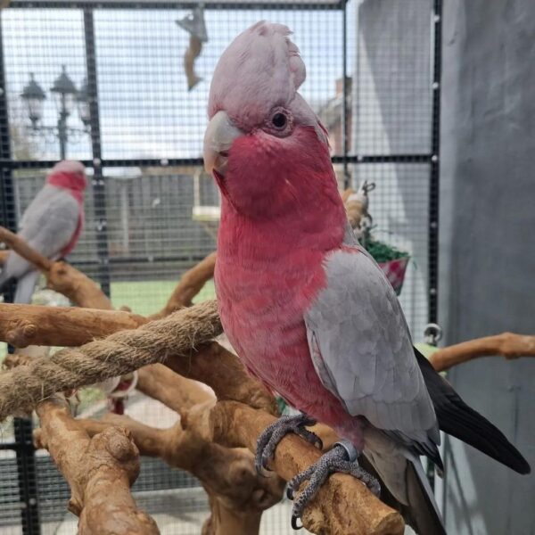 Rose breasted cockatoo for sale - Image 3