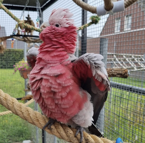 Rose breasted cockatoo for sale